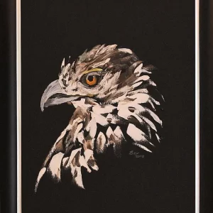 African Hawk Eagle