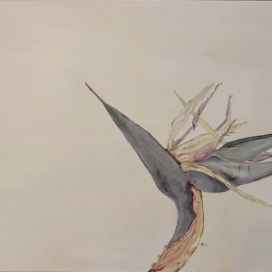 Strelitzia Nicolai