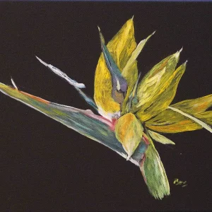 Strelitzia reginae 2