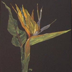 Strelitzia reginae 1