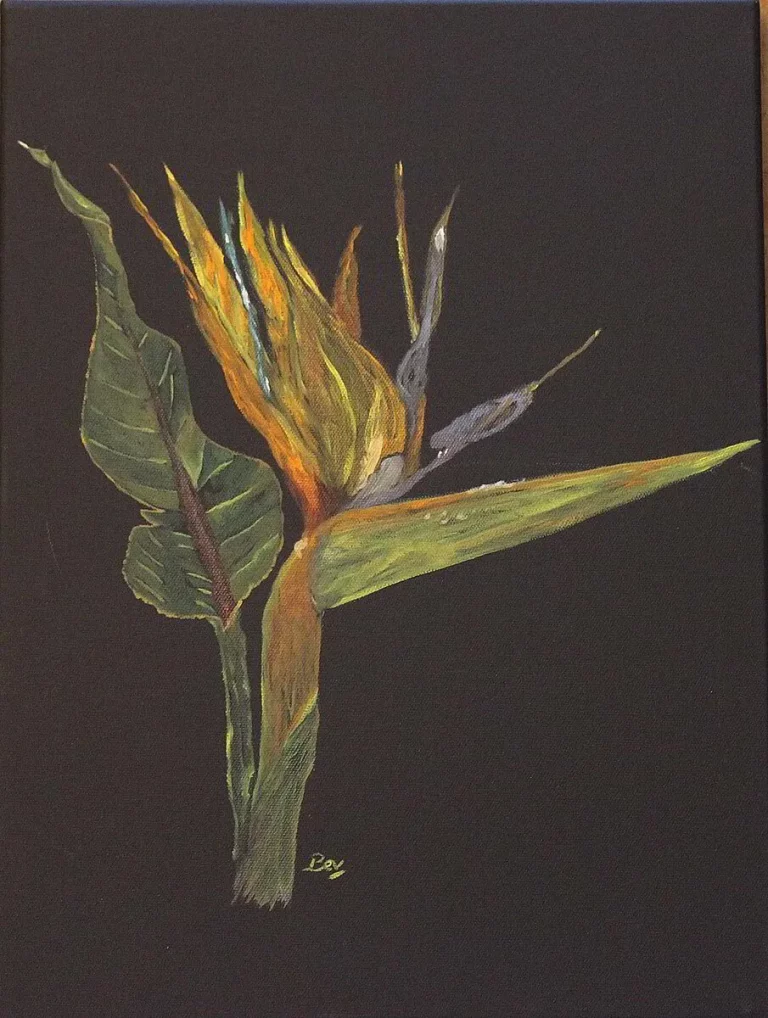 P005_Strelitzia_reginae_2_low-7958652