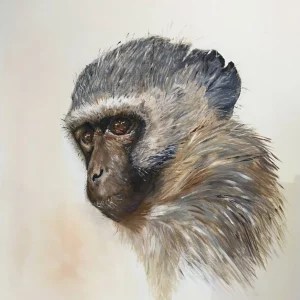 Vervet Monkey IV