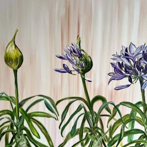 Birth of Agapanthus